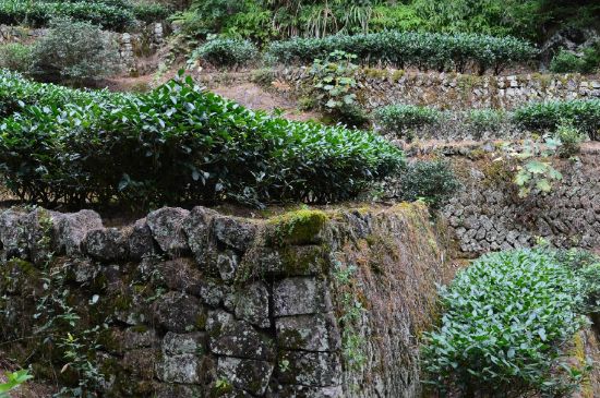 拼配的馬頭巖肉桂，還配叫馬肉嗎？請(qǐng)叫它“馬頭巖大紅袍”