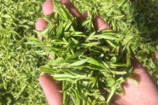 龍井好喝還是毛尖好喝，綠茶是龍井好還是毛尖好？