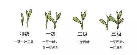 烏牛早和龍井的區(qū)別圖片，龍井43號和烏牛早茶的對比