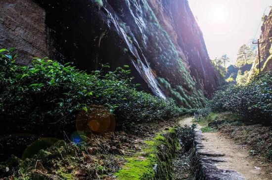 肉桂茶和大紅袍哪個(gè)貴，武夷山肉桂與大紅袍的價(jià)格比較