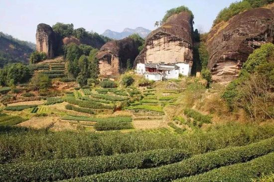 馬頭巖肉桂是大紅袍嗎，大紅袍肉桂屬于什么茶？