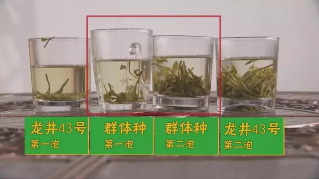 烏牛早和龍井的區(qū)別圖片，龍井43號和烏牛早茶的對比