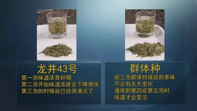 龍井群體種和43號(hào)的區(qū)別圖片，龍井43和群體種哪個(gè)好喝？
