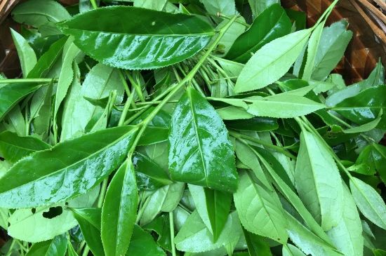 大紅袍可以放10年嗎，大紅袍放了十年能喝嗎