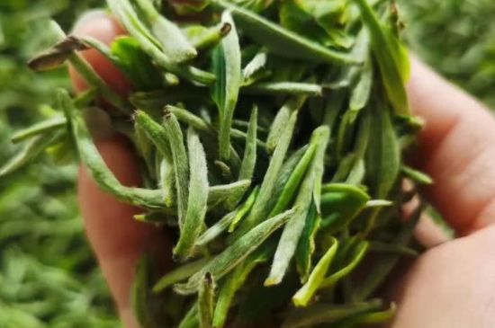 金壇雀舌算不算好茶，金壇雀舌屬于什么檔次茶葉？