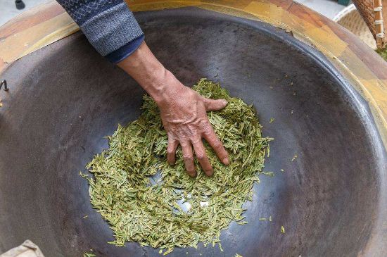 雀舌有一股青草味，雀舌為什么有青草味？