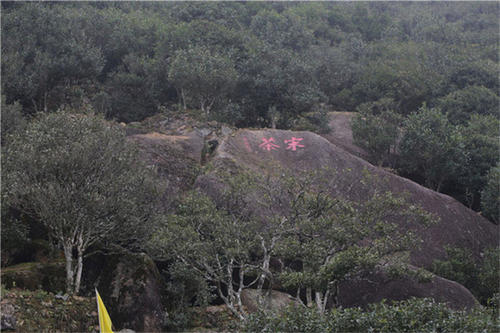 宋種一號價(jià)值為什么高，鳳凰單樅宋種1號價(jià)格與產(chǎn)量多少？