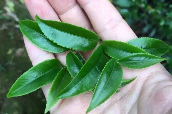 鋸朵仔跟鴨屎香哪個貴，鋸朵子和鴨屎香哪個好喝？