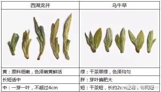烏牛早和龍井的區(qū)別圖片，龍井43號和烏牛早茶的對比