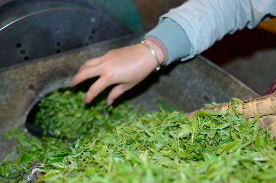 雀舌有一股青草味，雀舌為什么有青草味？