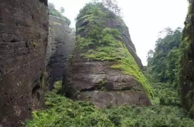 武夷山為什么盛產(chǎn)茶葉，武夷山茶為什么好喝？