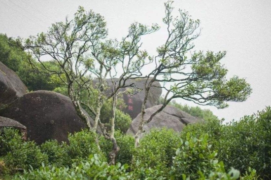 宋種一號價(jià)值為什么高，鳳凰單樅宋種1號價(jià)格與產(chǎn)量多少？