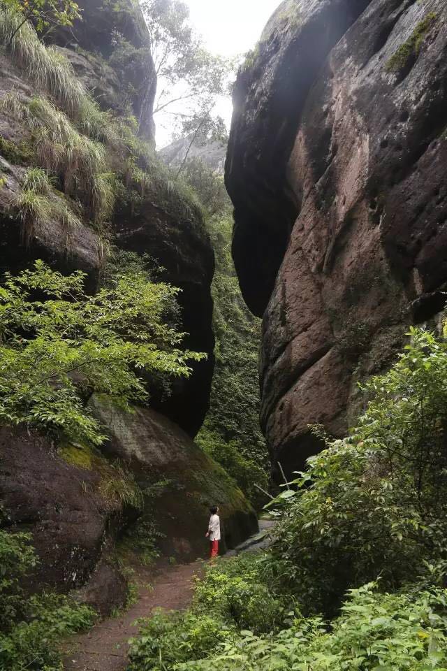 武夷山為什么盛產(chǎn)茶葉，武夷山茶為什么好喝？