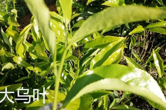 鴨屎香和大烏葉是同一種茶葉嗎，單叢大烏葉和鴨屎香有什么區(qū)別？