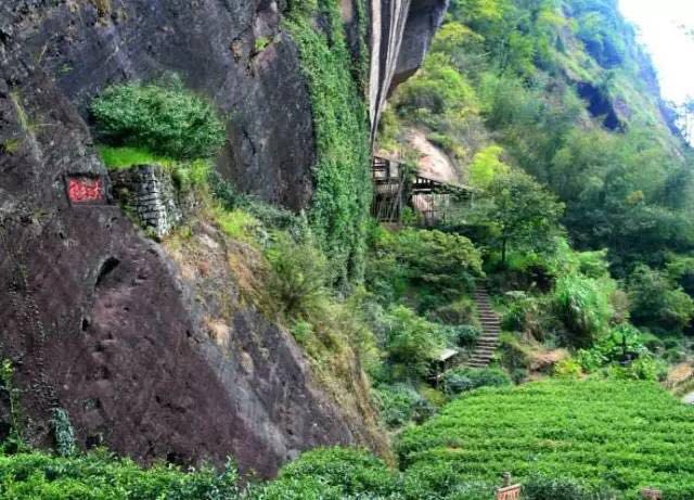 武夷山為什么盛產(chǎn)茶葉，武夷山茶為什么好喝？