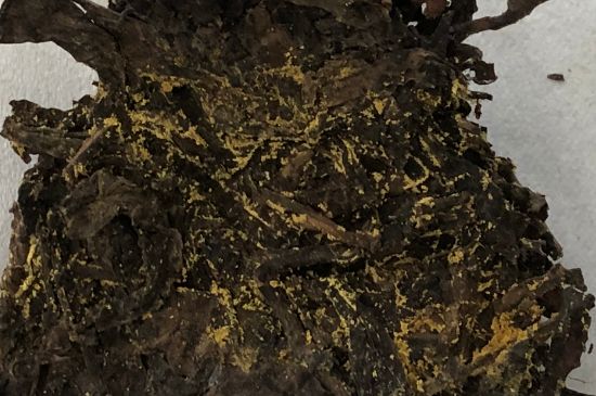 怎么知道涇渭茯茶是否變質，茯磚茶金花和發(fā)霉的區(qū)別