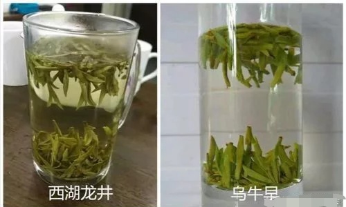 烏牛早和龍井的區(qū)別圖片，龍井43號和烏牛早茶的對比