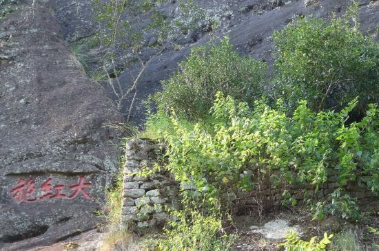 母樹大紅袍給誰喝了，為什么母樹大紅袍叫三棵六株？