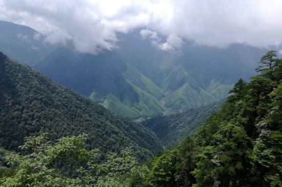 300塊錢的金駿眉能喝嗎，兩三百多金駿眉和一千多區(qū)別