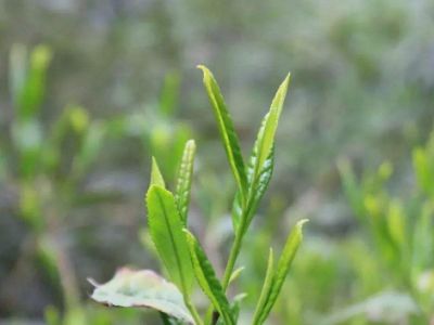 六安瓜片的功效與禁忌，六安瓜片適合什么人喝