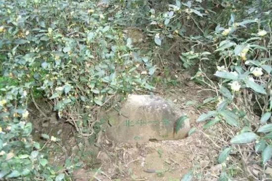 母樹大紅袍給誰喝了，為什么母樹大紅袍叫三棵六株？