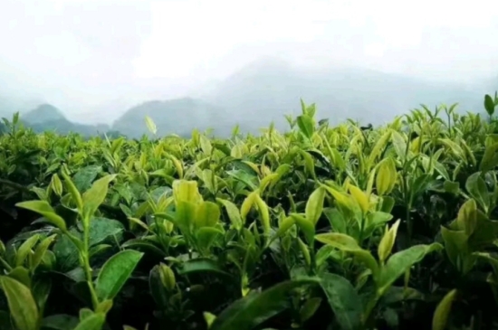 一天3杯紅茶抗癌，常飲紅茶對身體有好處！