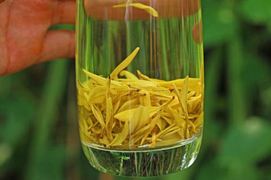 茶中奇葩黃金芽，安吉白茶中黃金芽的特點