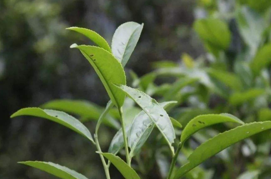 單叢茶十大香型以及常見(jiàn)品種大全，潮安鳳凰單樅十大名香歸類