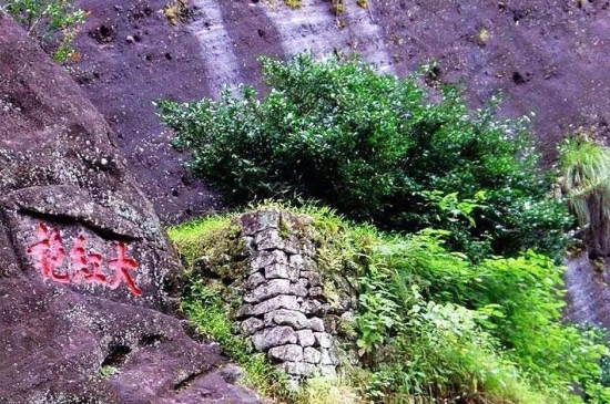 宋種一號價(jià)值為什么高，鳳凰單樅宋種1號價(jià)格與產(chǎn)量多少？