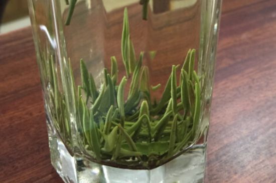 竹葉青和雀舌哪個(gè)貴，竹葉青茶貴嗎？