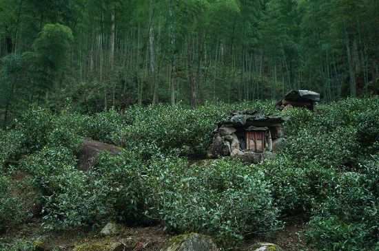 300塊錢的金駿眉能喝嗎，兩三百多金駿眉和一千多區(qū)別