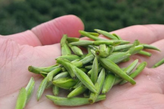 什么綠茶茶葉唇齒留香，哪個品種綠茶香氣好？