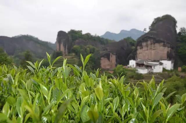 武夷山為什么盛產(chǎn)茶葉，武夷山茶為什么好喝？