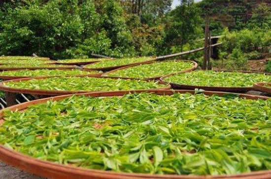 單叢茶十大香型以及常見(jiàn)品種大全，潮安鳳凰單樅十大名香歸類