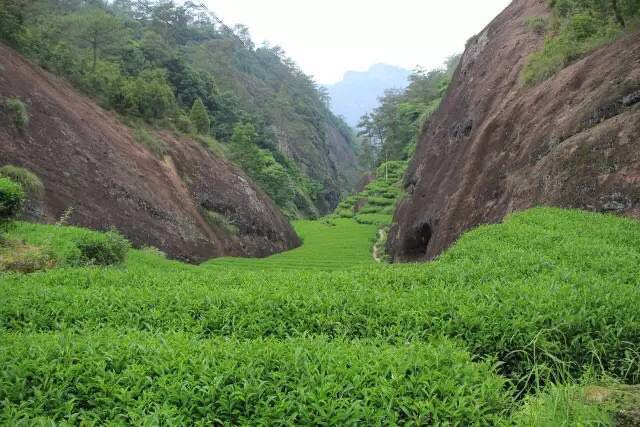 武夷山為什么盛產(chǎn)茶葉，武夷山茶為什么好喝？