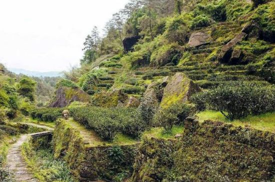 肉桂茶和大紅袍哪個(gè)貴，武夷山肉桂與大紅袍的價(jià)格比較