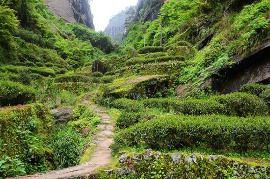 肉桂茶和大紅袍哪個(gè)貴，武夷山肉桂與大紅袍的價(jià)格比較