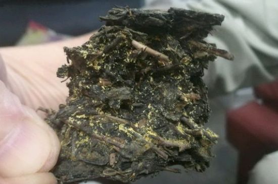 伏茶里的金花是黃曲霉素嗎，金花茯茶里的是什么菌