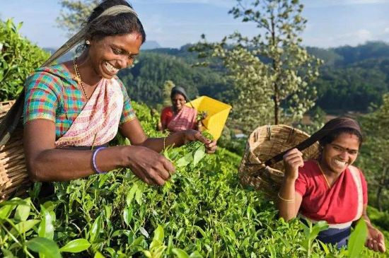 中國最好紅茶排名，中國最著名的十大紅茶