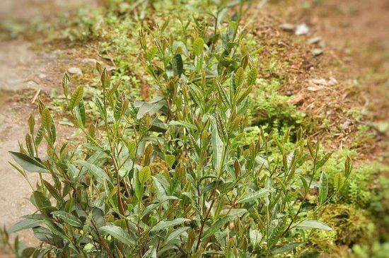 大紅袍四大品種有哪些，大紅袍的種類和著名品種特點介紹