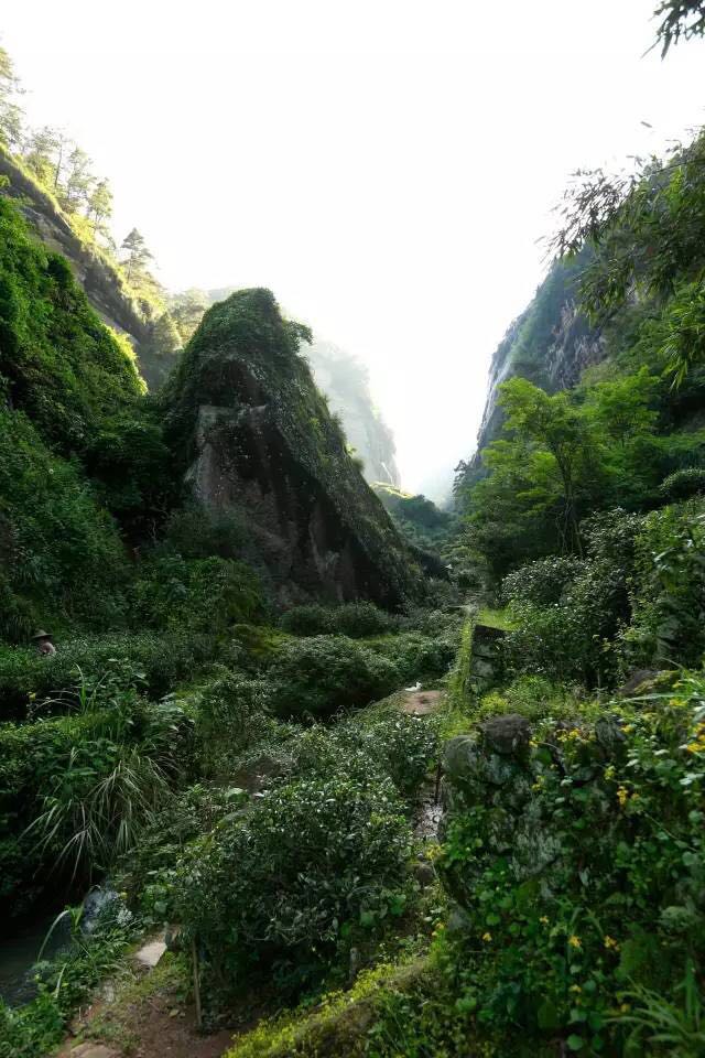 武夷山為什么盛產(chǎn)茶葉，武夷山茶為什么好喝？