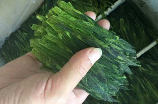 什么綠茶味道濃香，那個(gè)綠茶比較濃香？