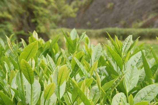 潮安鳳凰單叢十大名樅是什么，烏崠十大古樹名香品種介紹