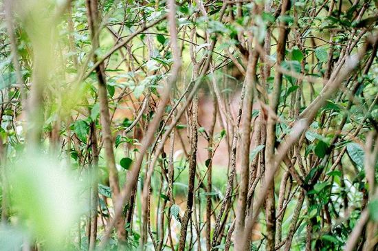 荒野銀針有什么特點(diǎn)，荒野銀針的味道口感咋樣？