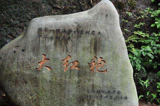 母樹大紅袍給誰喝了，為什么母樹大紅袍叫三棵六株？