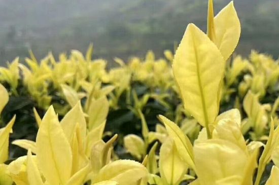 茶中奇葩黃金芽，安吉白茶中黃金芽的特點