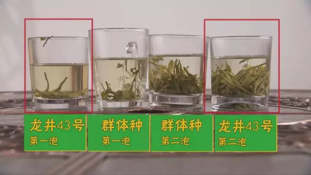 烏牛早和龍井的區(qū)別圖片，龍井43號和烏牛早茶的對比