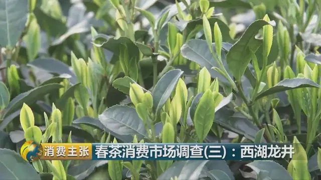 龍井群體種和43號(hào)的區(qū)別圖片，龍井43和群體種哪個(gè)好喝？