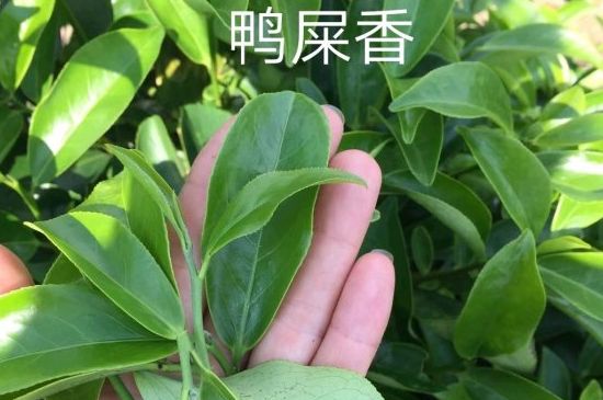 鴨屎香和大烏葉是同一種茶葉嗎，單叢大烏葉和鴨屎香有什么區(qū)別？