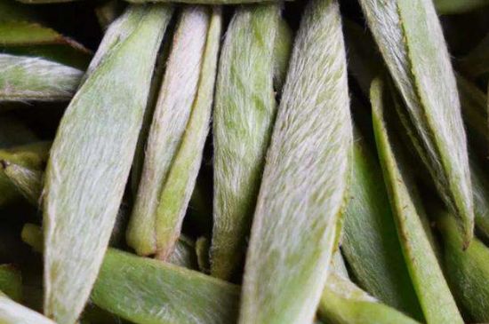 荒野銀針有什么特點(diǎn)，荒野銀針的味道口感咋樣？